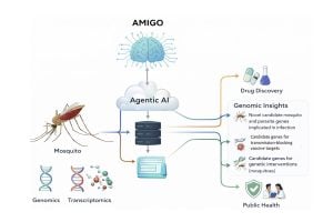 A process diagram for AMIGO, or agentic modeling of malaria infection for genetic intervention and optimization.