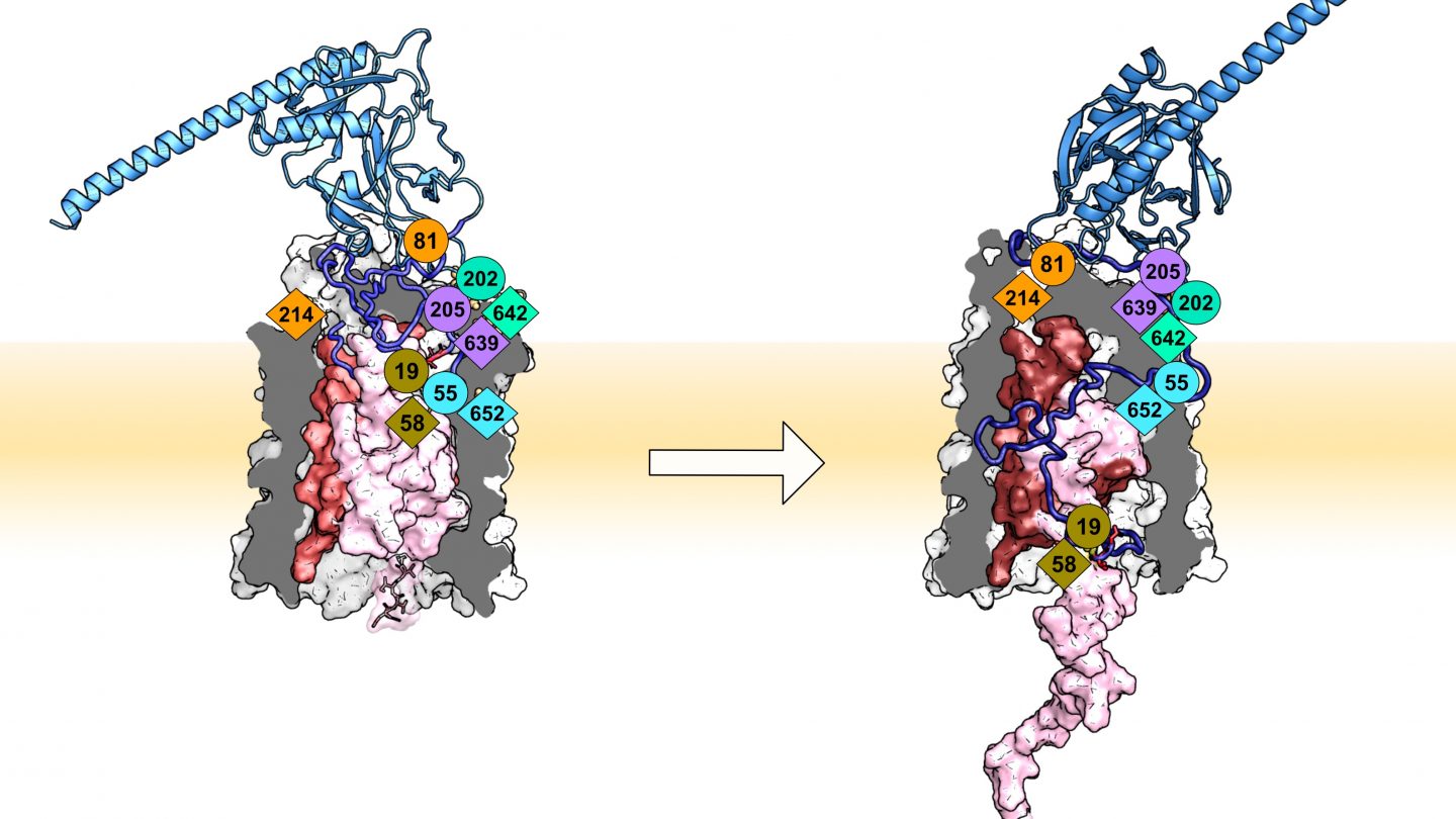 Biomolecular Engineering and Synthetic Biology Department of Chemical