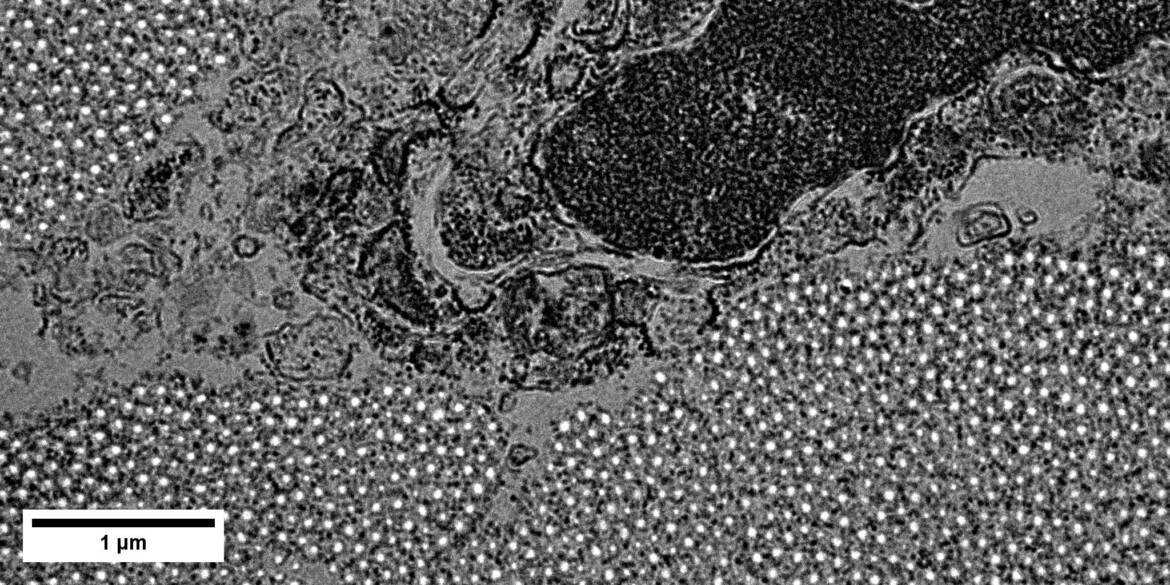 biomaterials.jpg