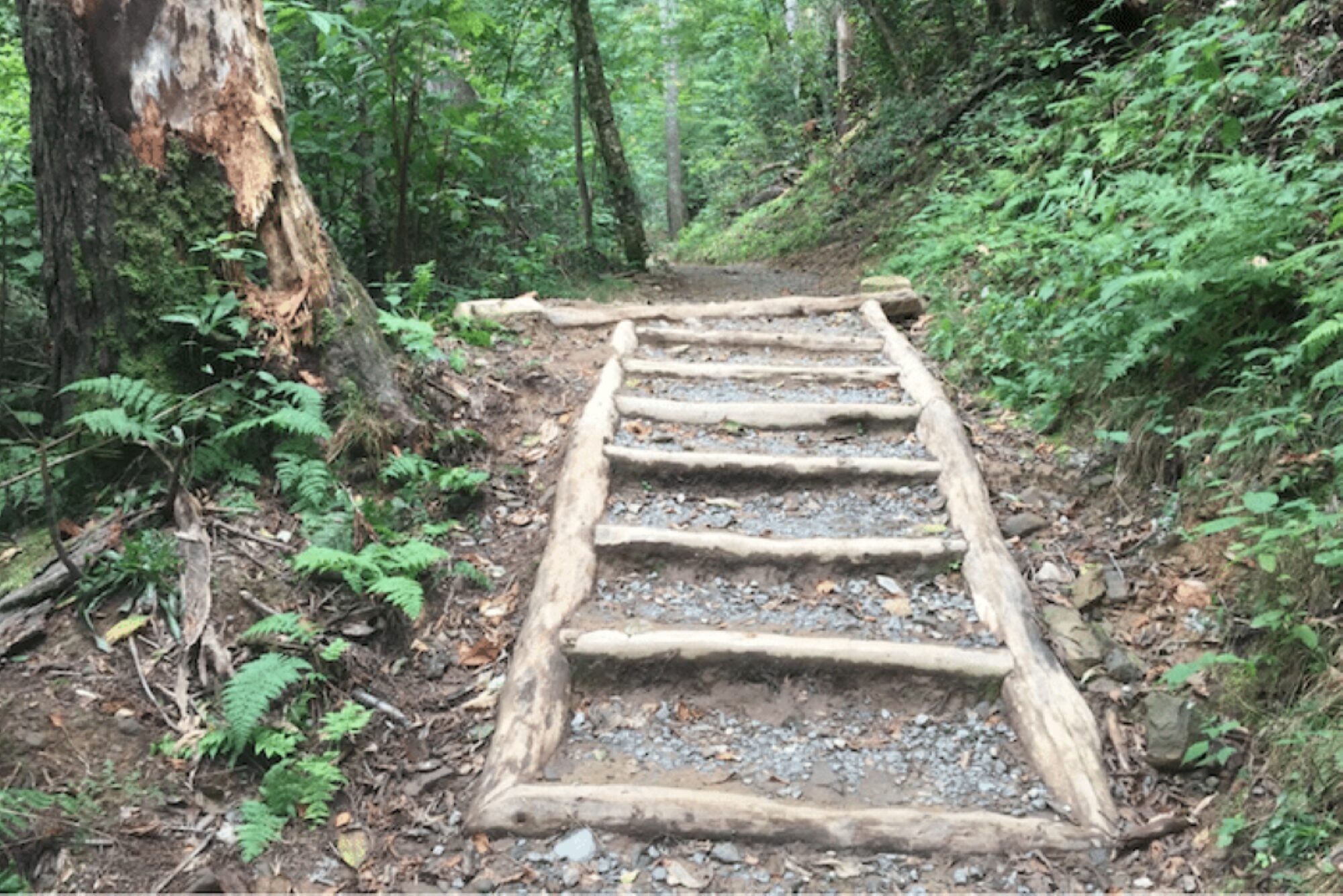 A ladder-like staircase made out of locust wood logs going down a slope on a forest trail. The horizontal logs form steps embedded into the trail's dirt path that are filled with gravel. The surrounding area has foliage and tree, and the trail continues uphill into the dense woodland