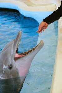 dolphin