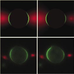 By creating computer models, Pablo A. Iglesias studies the control dynamics of Dictyostelium, a single-celled organism whose movements are similar to the human white blood cell. The illustration shows the theoretical prediction (top) and experimental result of simultaneous stimulation of the cells.