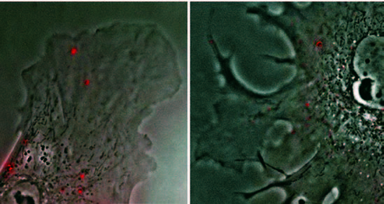 Tracking Nanoparticles