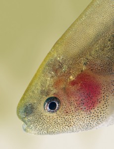 fish