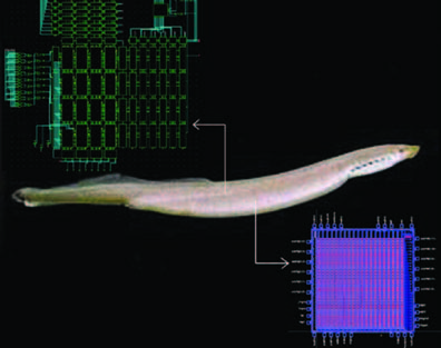 Lamprey eels and horseflies provide biological inspiration for the treatment of spinal cord injury.