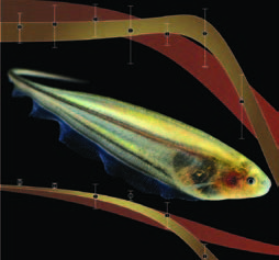 The South American knifefish emits electricity that enables it to “see” in the dark and helps researchers understand human locomotion.