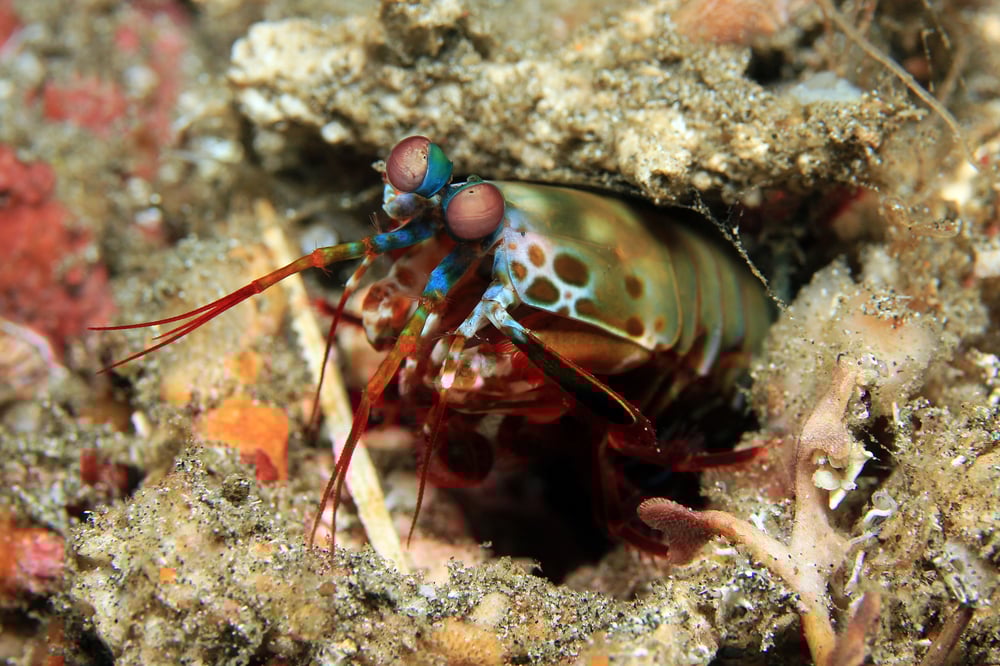 Mantis shrimp