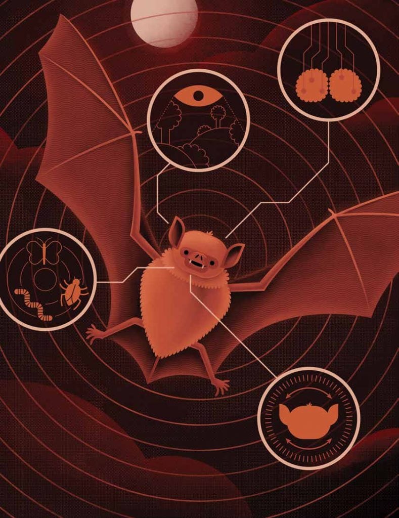 Illustration of a brown bat