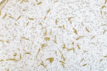 Fruit fly larvae in a laboratory setting.
