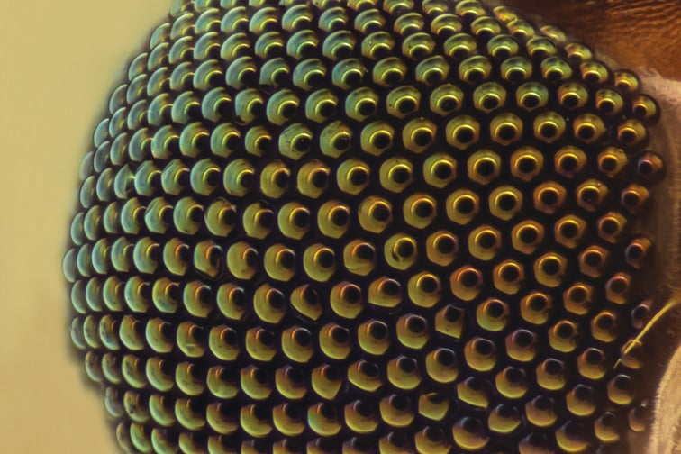 Mosquito eye
