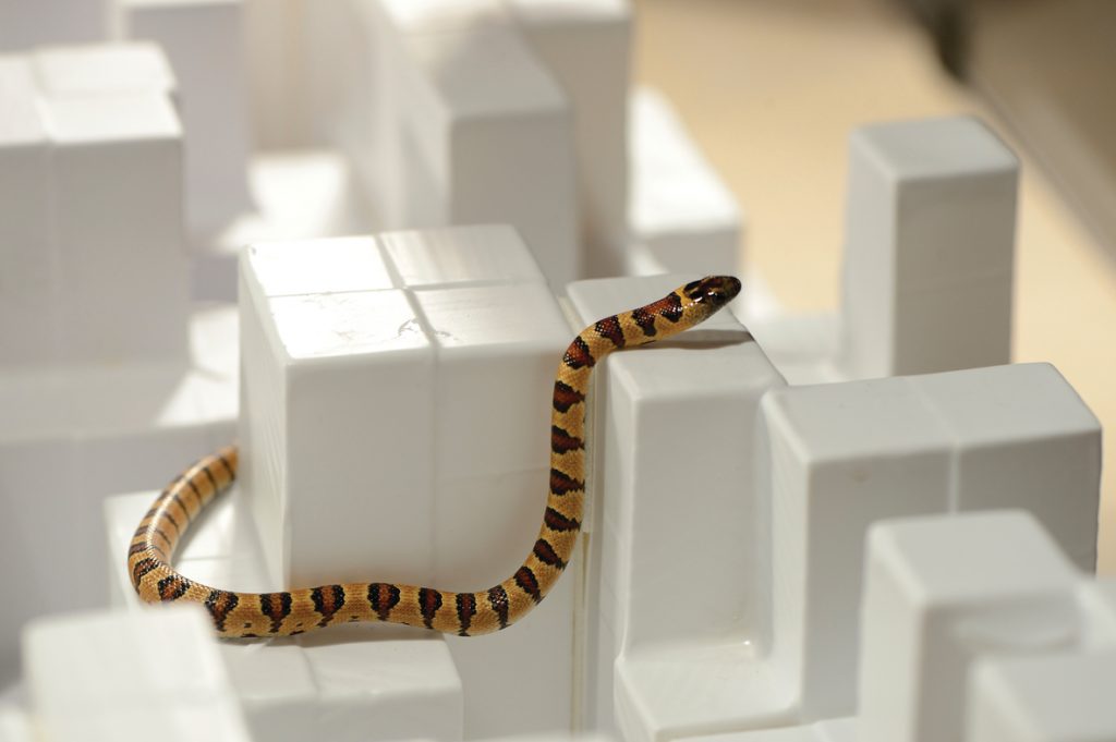 Snake