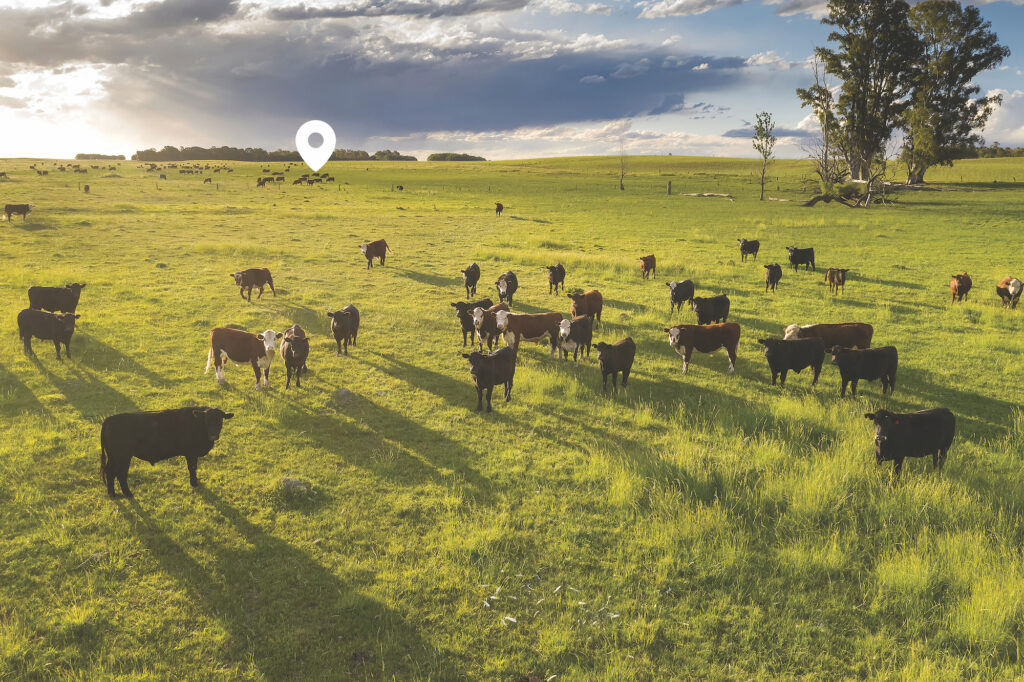 Cattle grazing in a field. A location marker is overlaid in the background of the image.