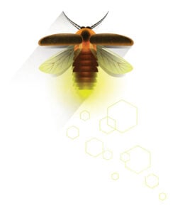 Illustration of a glowing firefly