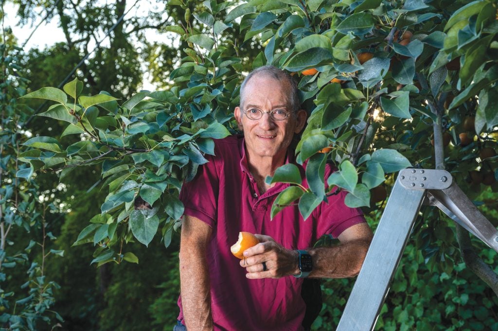 Scott Smith holding a piece of fruit while standing on a ladder in his orchard.