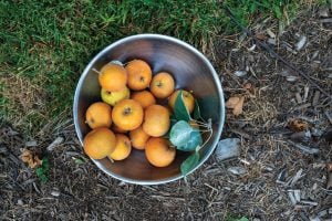 A collection of fruit in a bowl.