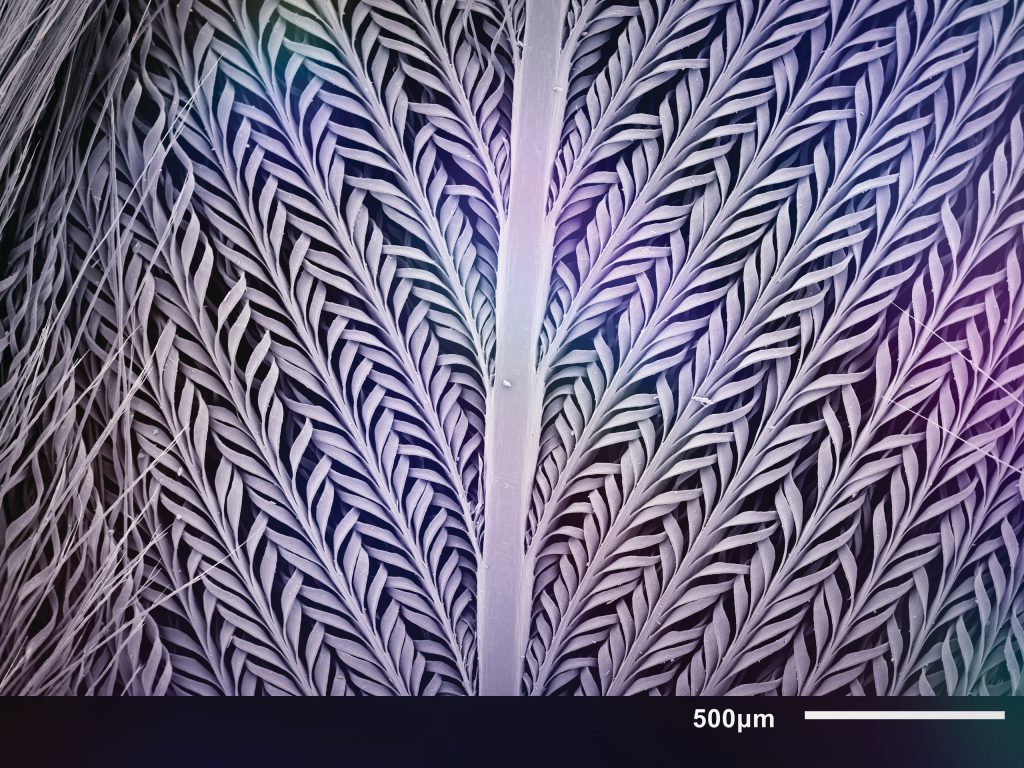 Microscopic image of the pattern of bird feathers