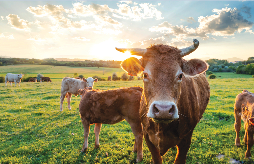 Photo of cows in a green pasture.
