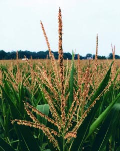 Pollen and other Airborne Particles - Science & Plants for Schools