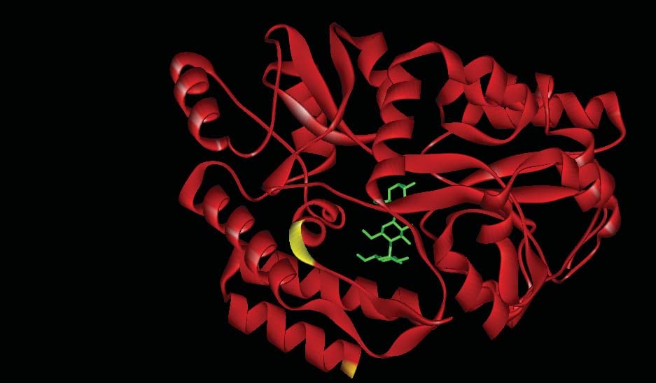 Above is a crystal structure of a protein from E. coli called maltose binding protein (MBP). It binds the sugar maltose (green). The two sites in yellow are where insertions of another protein (TEM1 beta-lactamase) result in a molecular switch. Ostermeier’s lab uses this crystal structure to try and understand why insertion of TEM1 beta-lactamase at this particular location results in a molecular switch.