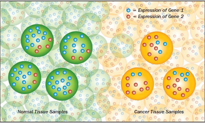 The above figure shows four samples of normal tissue and three samples of cancerous tissue. Using microarray analysis, researchers can determine the level of expression of each gene in each sample. Here, we see that in cancerous tissue there is a tendency for gene 2 to express more frequently than gene 1 and the opposite is true for normal tissue. Geman and Naiman’s diagnostic approach involves searching for pairs of genes that exhibit such a tendency to switch levels of expression between one tissue type and the other.