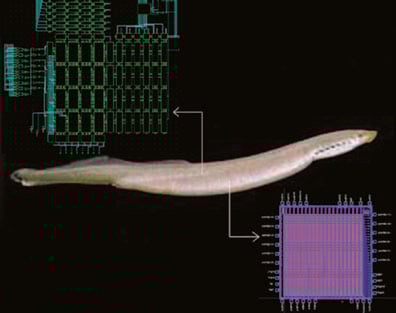 Lamprey eels and horseflies provide biological inspiration for the treatment of spinal cord injury.