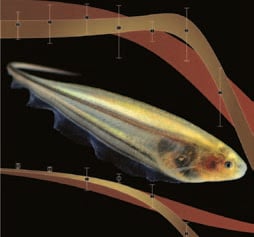 The South American knifefish emits electricity that enables it to “see” in the dark and helps researchers understand human locomotion.
