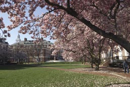 Adjacent to the Wyman Quadrangle (the Engineering quad, pictured here in springtime), a new quad is under construction: the Alonzo G. and Virginia G. Decker Quadrangle.