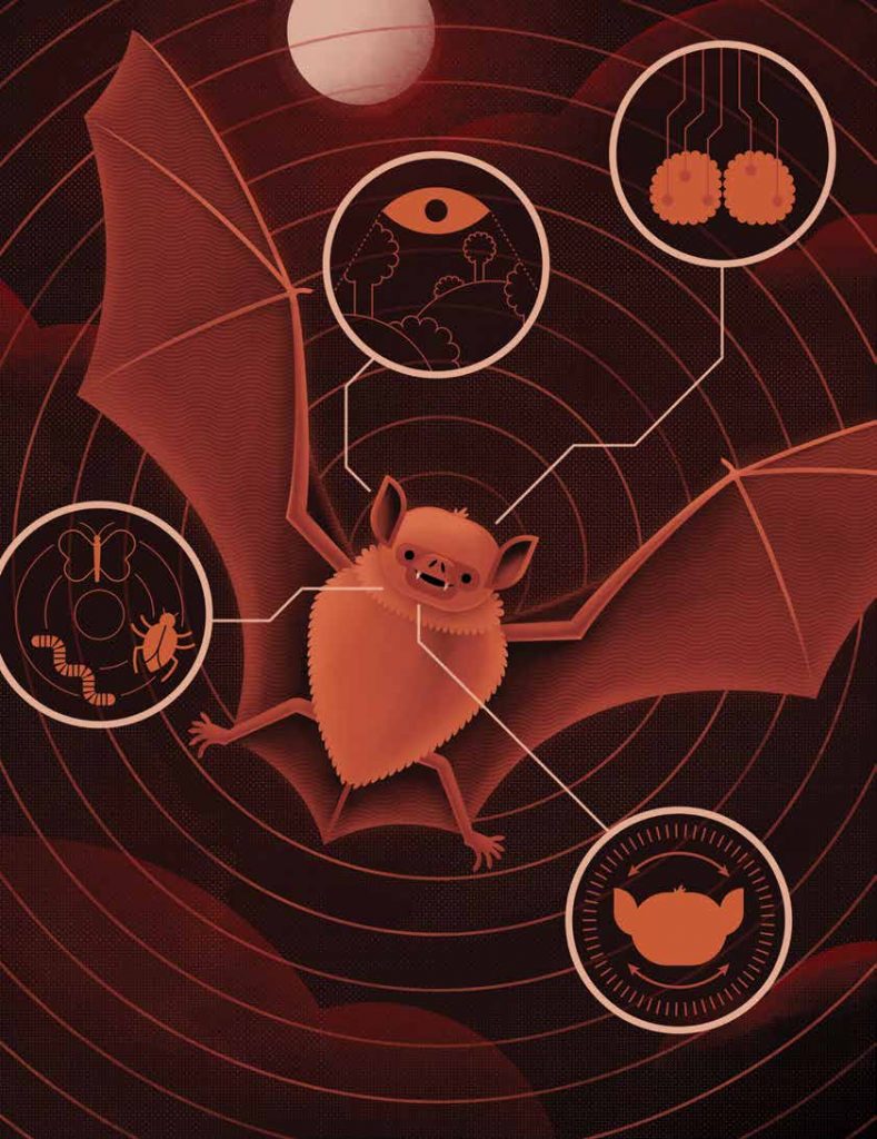 Illustration of a brown bat