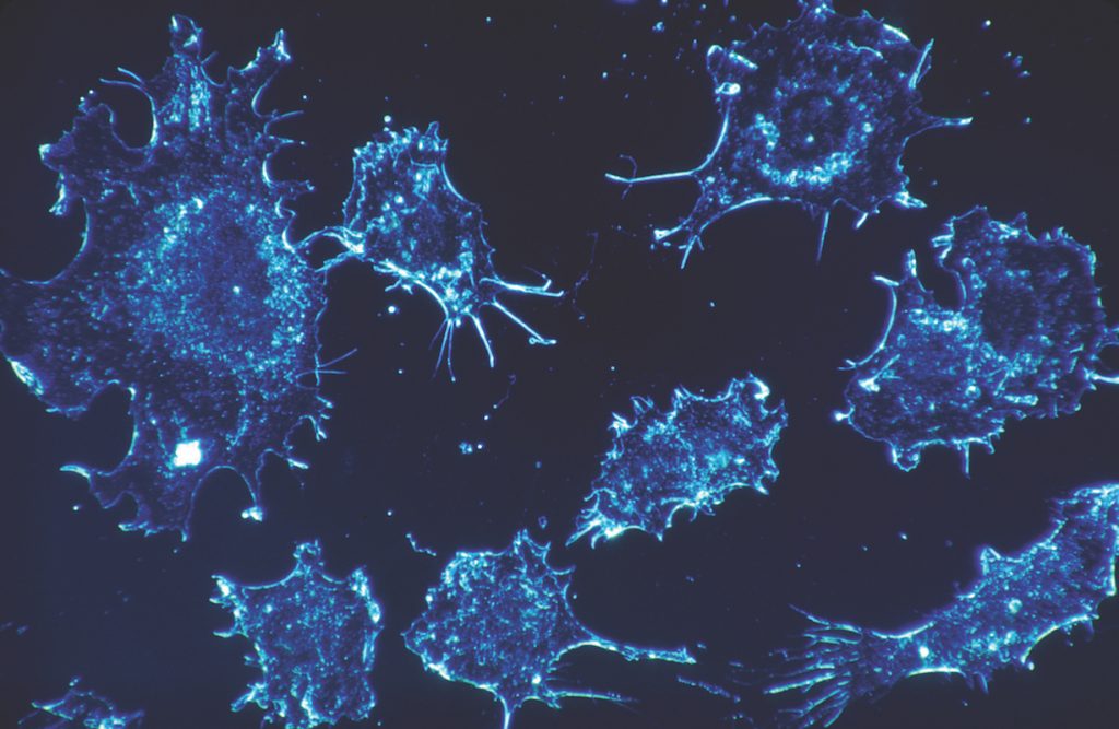 Cells