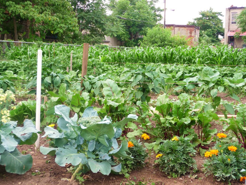 Garden in Baltimore