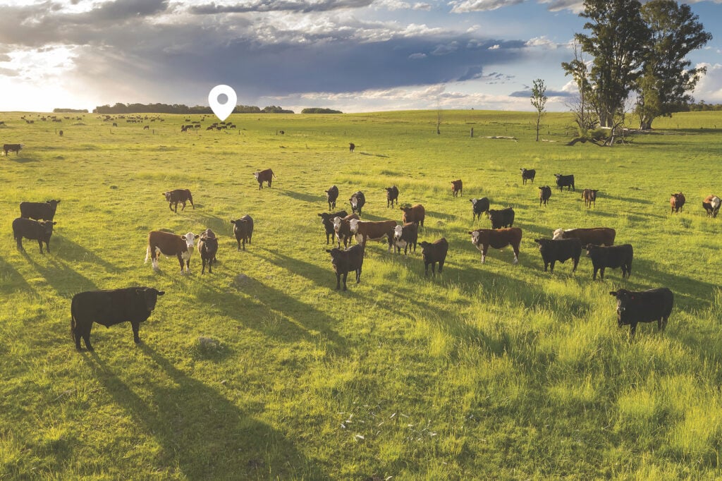 Cattle grazing in a field. A location marker is overlaid in the background of the image.