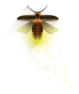 Illustration of a glowing firefly