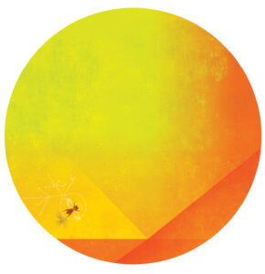 Illustration of a fruit fly on an orange circular background