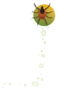 Illustration of a tick crawling up the page on a green circular background 