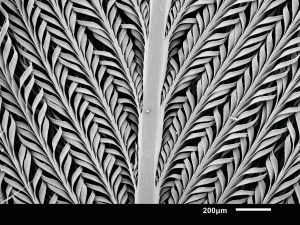 Microscopic image of the pattern of bird feathers