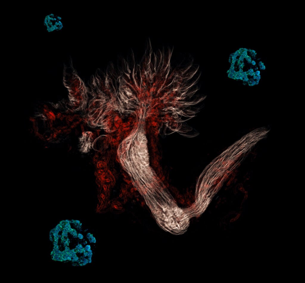 Abstract red-and-white rendering of a fallopian tube surrounded by three blue organoid shapes on a black background