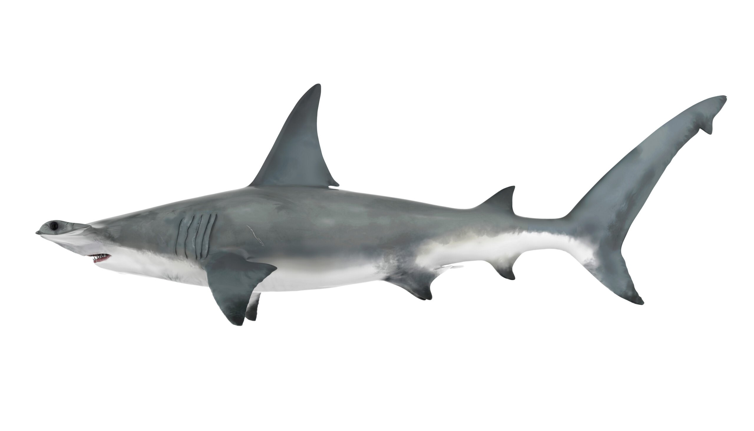 image of a shark