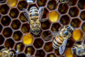 Honey bees on a honey comb