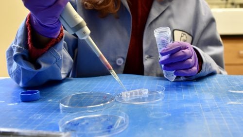 Person with purple gloves working with a syrings