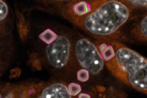 Microscopy image of fluorescent "tree rings" in cells using GEMINI
