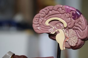 Inside view of a simulation model of human brain.