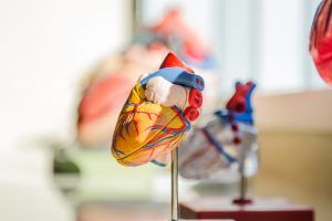 An artificial model of a human heart.