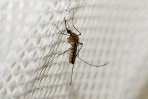 A mosquito climbs on white netting.