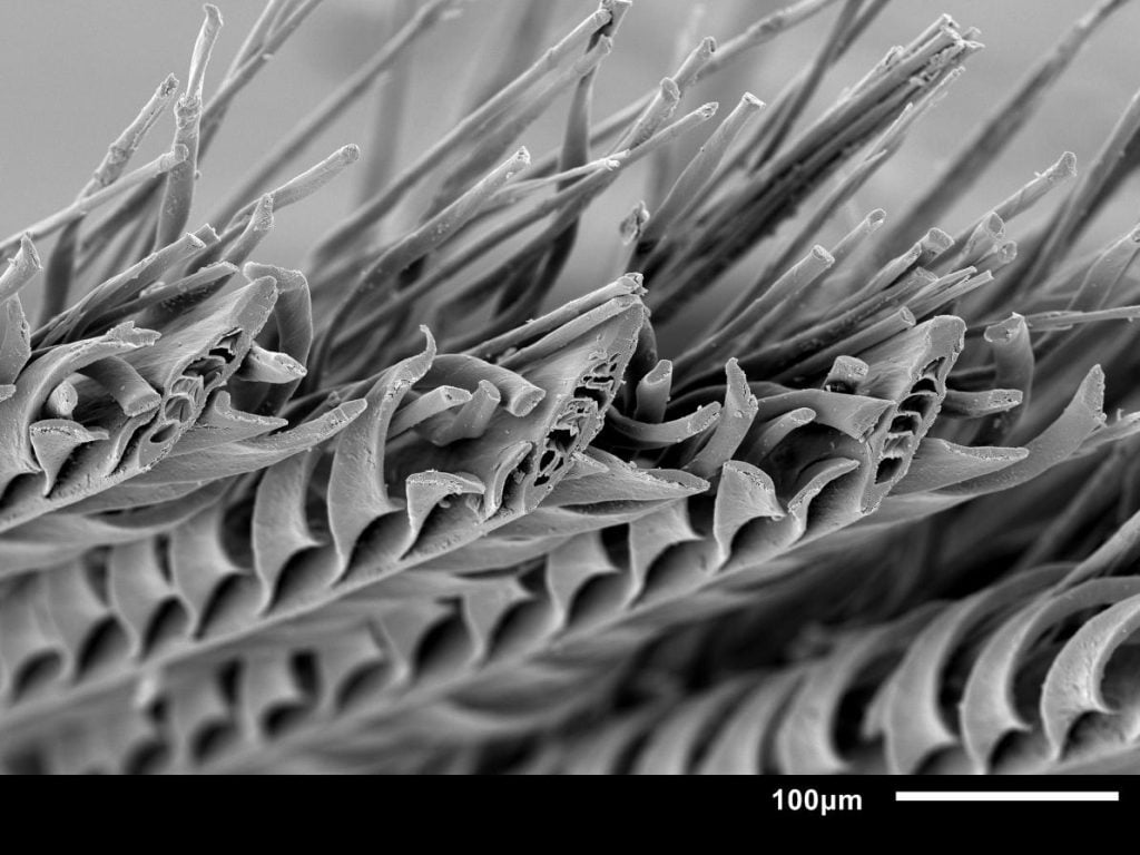 A magnified cross section of a male sandgrouse feather in black and white. 