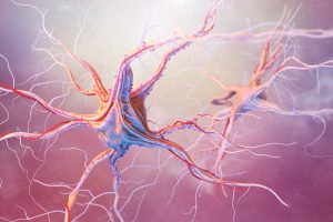 A rendering of neurons and the nervous system