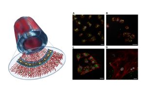 Two graphics. 1) a drawing of a nanotube delivering encapsulated senolytic and intercalated chemotherapeutic. 2) Four representative confocal images demonstrating ssDNA nanotube