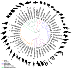 Silhouettes of 51 animals form an outer ring. Inside are the scientific names for the animals. In the center of the circle is a tree that shows how the animals are genetically related. 