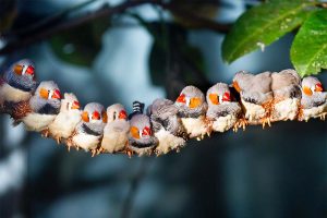 Twelve zebra finches sitting together on a tree branch and sunning.