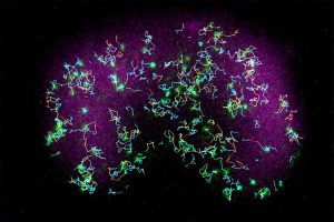 Single-molecule imaging experiments showing the color-coded motion of membrane protein molecules. Large magenta domains indicate the membrane regions where signaling network is activated.