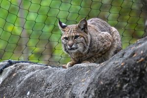 A bobcat crouches on a rock inside an enclosure at the Maryland Zoo.